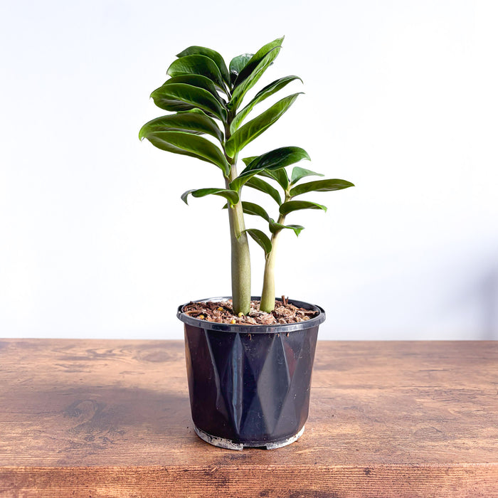 Zanzibar Zenzii | The Plant Boys
