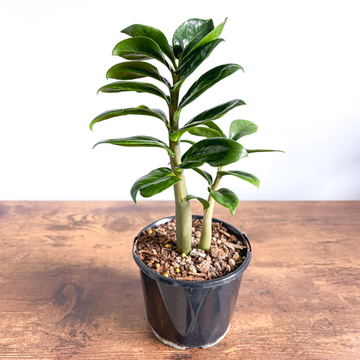 Zanzibar Zenzii | The Plant Boys