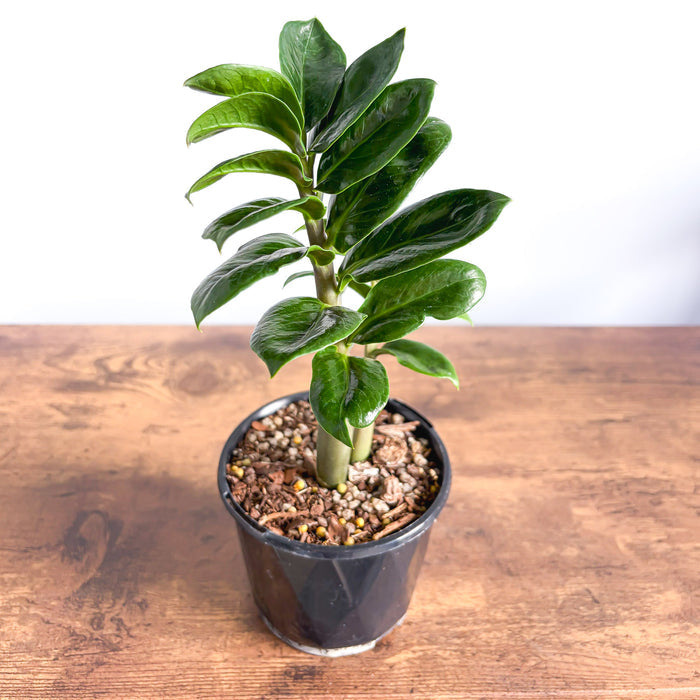 Zanzibar Zenzii | The Plant Boys