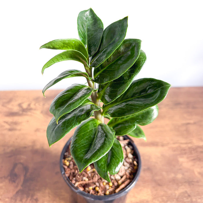 Zanzibar Zenzii | The Plant Boys