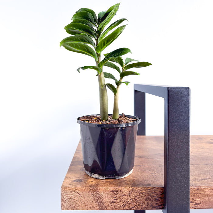 Zanzibar Zenzii | The Plant Boys